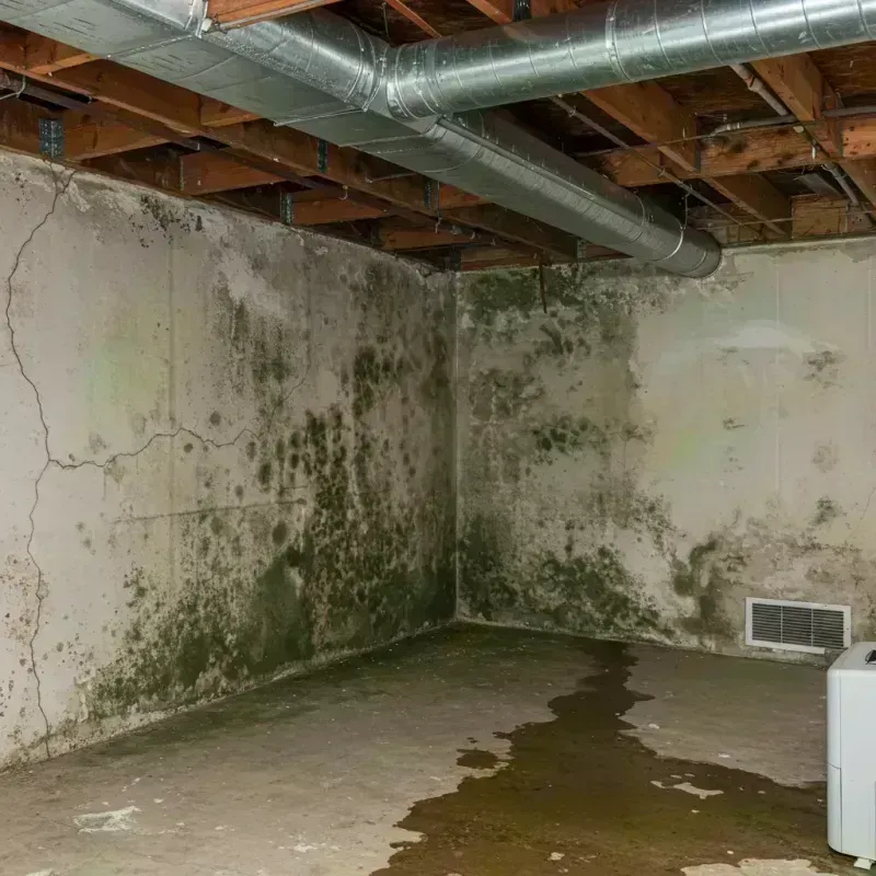 Professional Mold Removal in Marshfield, MA